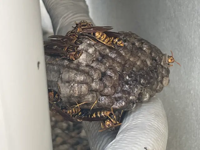 アシナガバチは8800円！大阪奈良エリアは当日対応可！駆除後、忌避剤を無料散布サービスの画像