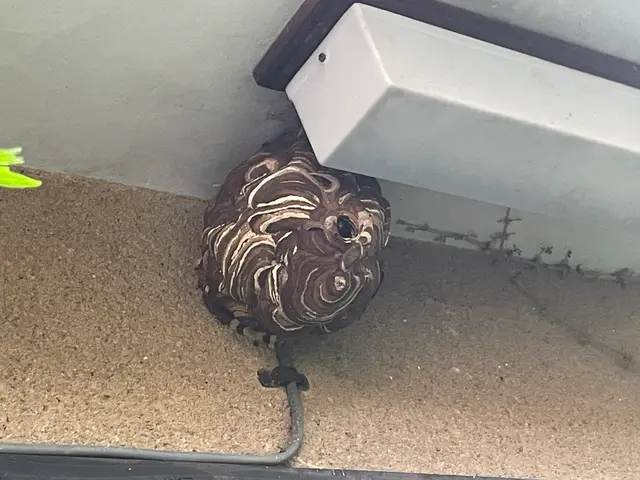 アシナガバチは8800円！大阪奈良エリアは当日対応可！駆除後、忌避剤を無料散布サービスの画像