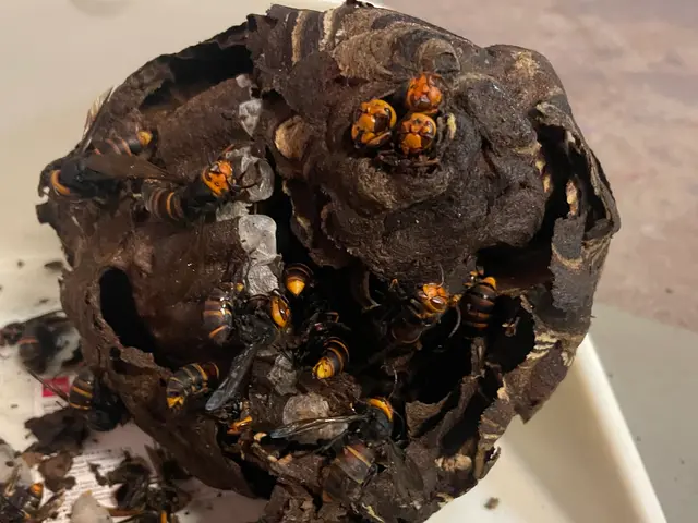 アシナガバチは8800円！大阪奈良エリアは当日対応可！駆除後、忌避剤を無料散布サービスの画像