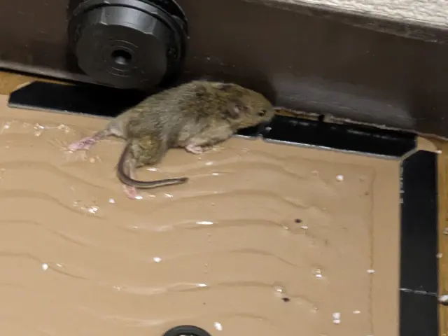 作業実績多数！専門の作業員が完全駆除！サービスの画像