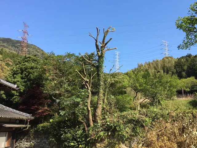 お庭の健康と、庭木の健康のために。サービスの画像