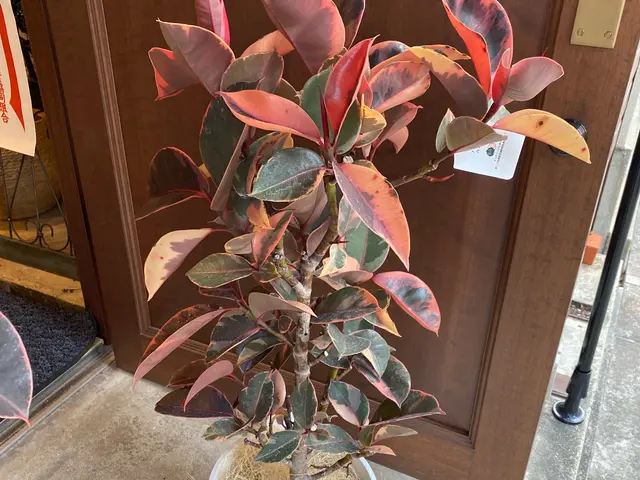 【花屋の植え替え】女性スタッフ◎要望に合わせて最適な植物や配置の提案も可能◎サービスの画像