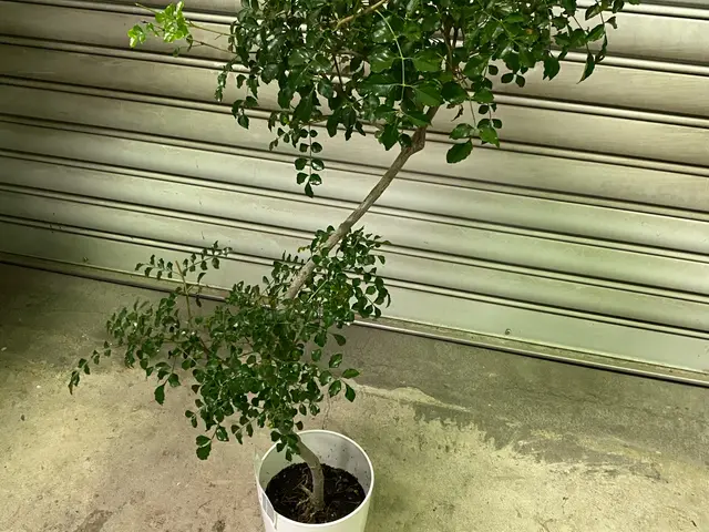 【花屋の植え替え】女性スタッフ◎要望に合わせて最適な植物や配置の提案も可能◎サービスの画像