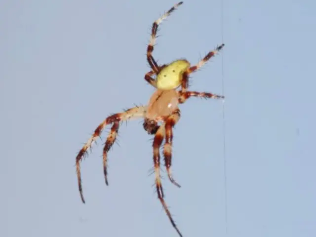 【24時間営業】【年中無休】クモの巣取・駆除、迅速丁寧に対応いたします！サービスの画像