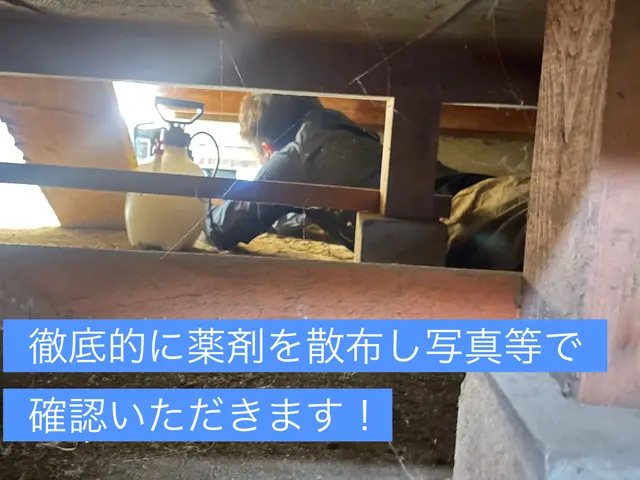 【シロアリ完全駆除保証】プロにお任せください！東京、神奈川、埼玉対応サービスの画像