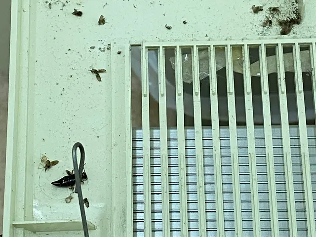 経験豊かな店長が様々な施工方法でコバエ駆除を行いますサービスの画像