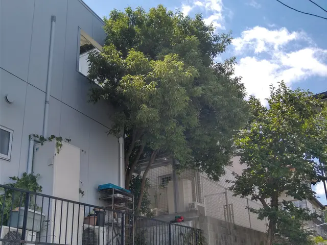 大木伐採、特殊伐採、伐採自然ゴミ撤去処分サービスの画像