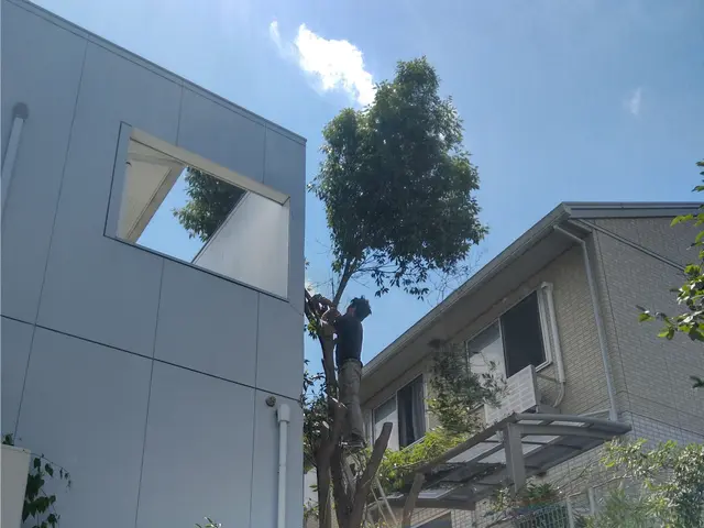 大木伐採、特殊伐採、伐採自然ゴミ撤去処分サービスの画像