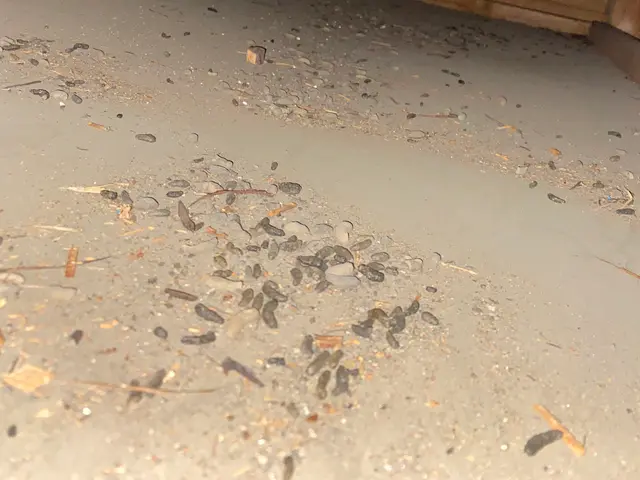 ●作業後点検2回保証付●即日・翌日対応OK！駆除+侵入口封鎖でもう増えない！サービスの画像