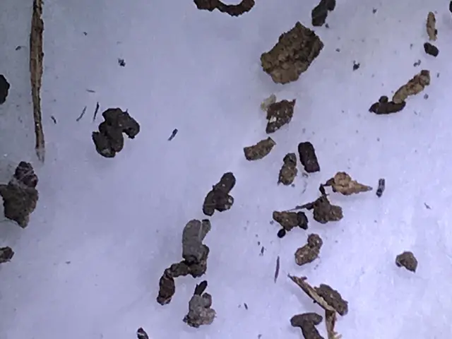 ●作業後点検2回保証付●即日・翌日対応OK！駆除+侵入口封鎖でもう増えない！サービスの画像