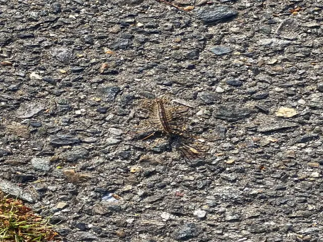 コワイ・キモイ・ウザイ不快害虫も38年の経験と実績で徹底的にやっつけちゃいます！サービスの画像