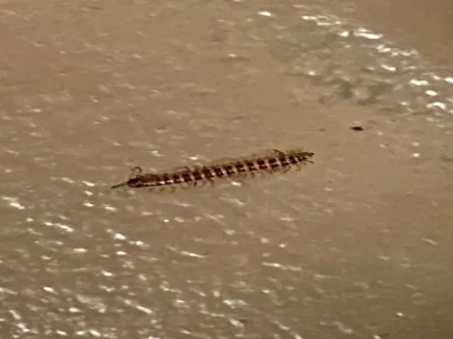 コワイ・キモイ・ウザイ不快害虫も38年の経験と実績で徹底的にやっつけちゃいます！サービスの画像