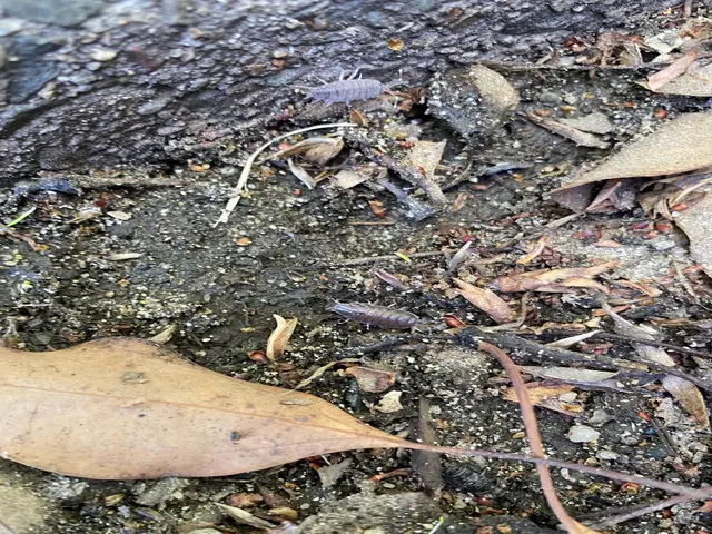 コワイ・キモイ・ウザイ不快害虫も38年の経験と実績で徹底的にやっつけちゃいます！サービスの画像