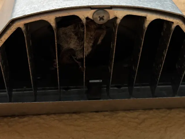 コウモリ駆除サービスの画像