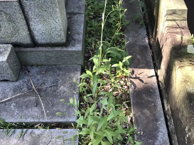 【掃除のプロが丁寧にご対応】新聞にも掲載されたお墓参り代行サービスです！サービスの画像