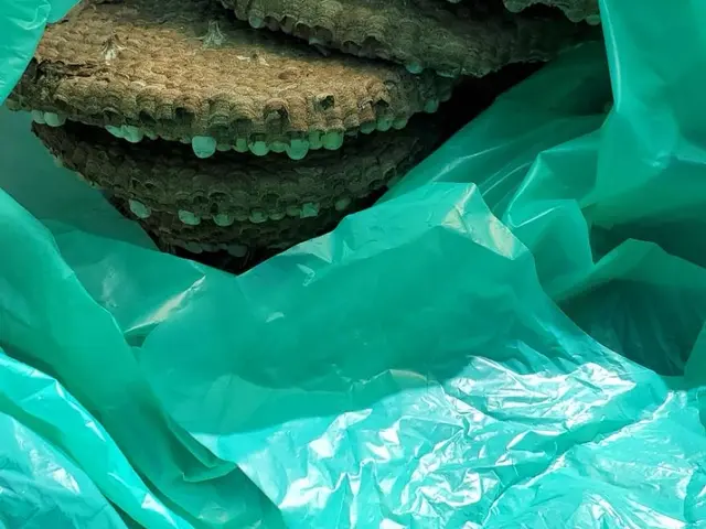 【当日対応×365日対応！1000件以上の実績と安心の6ヶ月保証※再発無料駆除】サービスの画像