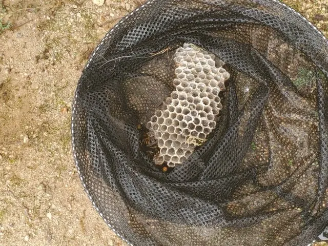 【当日対応×365日対応！1000件以上の実績と安心の6ヶ月保証※再発無料駆除】サービスの画像