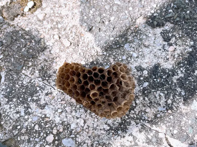 【当日対応×365日対応！1000件以上の実績と安心の6ヶ月保証※再発無料駆除】サービスの画像