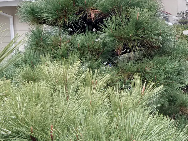 造園施工管理サービスの画像