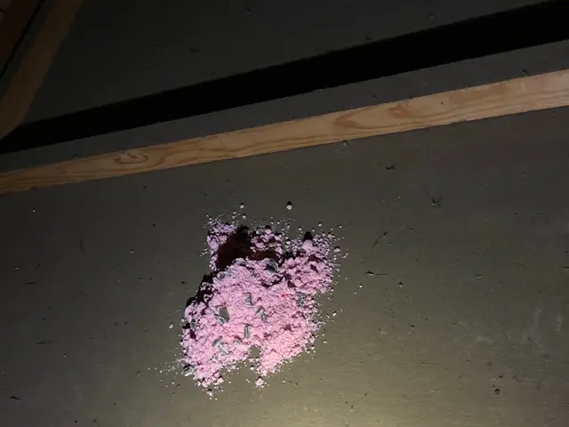 ネズミ駆除サービスの画像