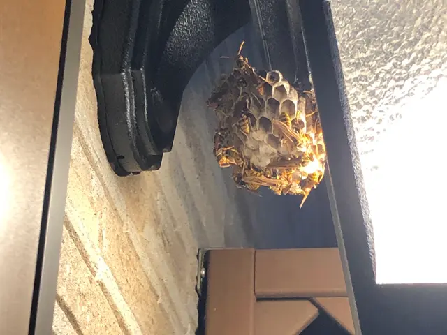 蜂駆除専門店舗！土日祝日も即日対応◎年内再発保証付き◎アシナガバチ8,800円！サービスの画像