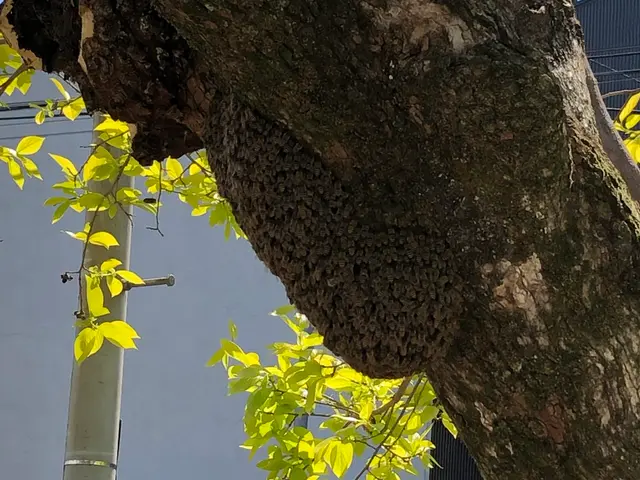 蜂駆除専門店舗！土日祝日も即日対応◎年内再発保証付き◎アシナガバチ8,800円！サービスの画像