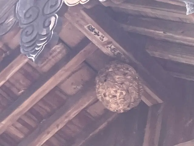 蜂駆除専門店舗！土日祝日も即日対応◎年内再発保証付き◎アシナガバチ8,800円！サービスの画像