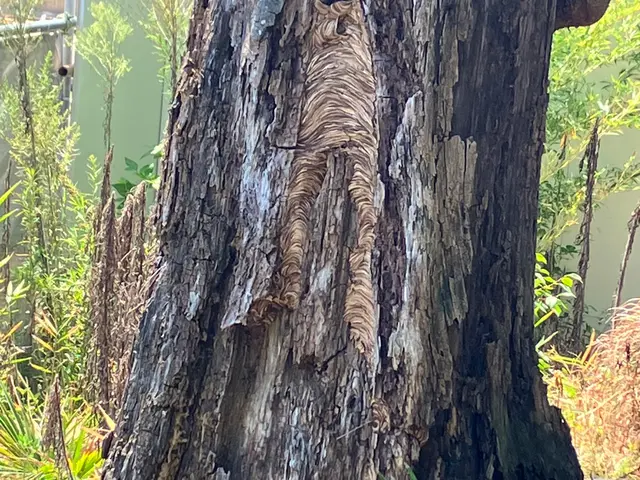 蜂駆除専門店舗！土日祝日も即日対応◎年内再発保証付き◎アシナガバチ8,800円！サービスの画像