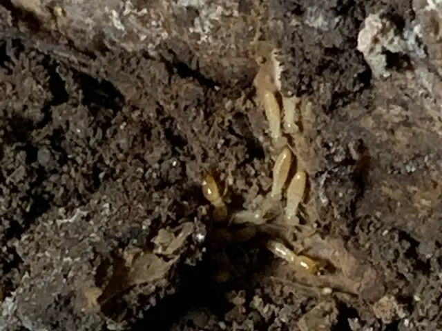 【日本しろあり対策協会正会員】島根県松江市発！シロアリ駆除ならハウスキーパーへ！サービスの画像