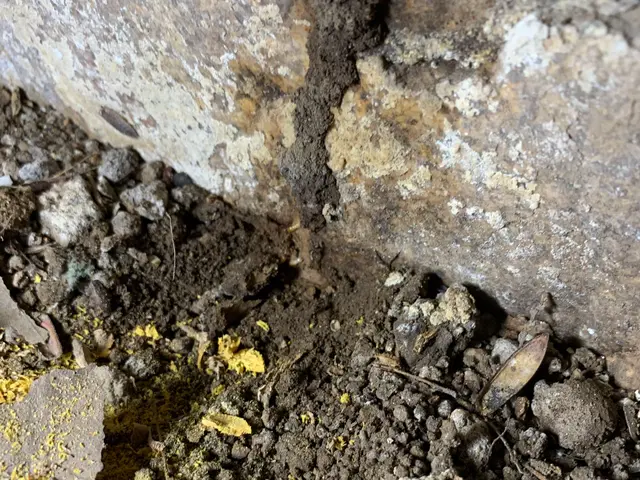 【日本しろあり対策協会正会員】島根県松江市発！シロアリ駆除ならハウスキーパーへ！サービスの画像