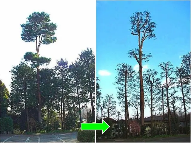 ★お庭の悩みお任せ下さい。１級造園技能士がご要望にお応えします！サービスの画像