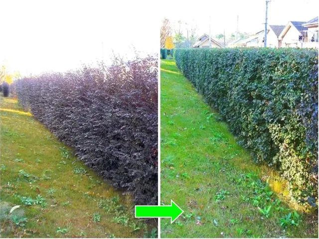 ★お庭の悩みお任せ下さい。１級造園技能士がご要望にお応えします！サービスの画像