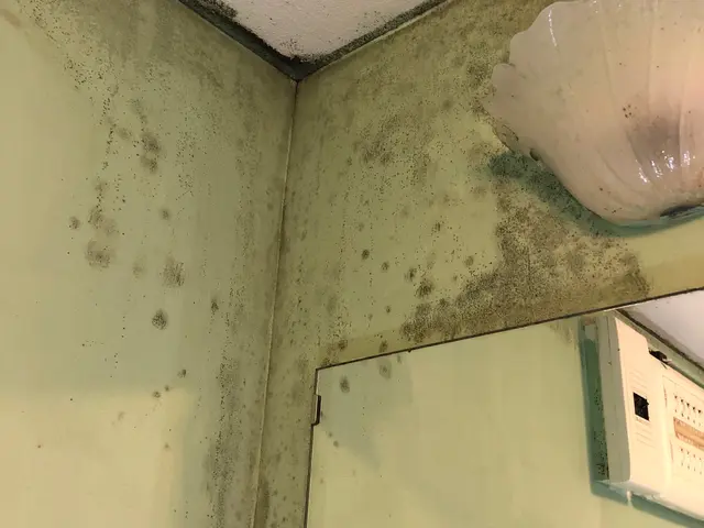 壁紙の汚れは取れそうで取りにくい。お任せください。サービスの画像