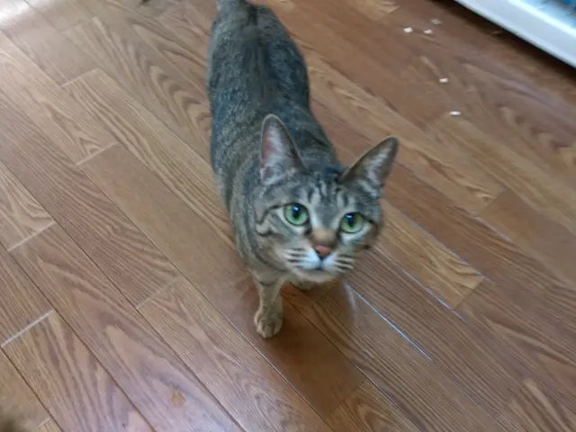 愛玩動物看護師歴14年以上のベテラン看護師が心を込めてお世話させていただきます！サービスの画像