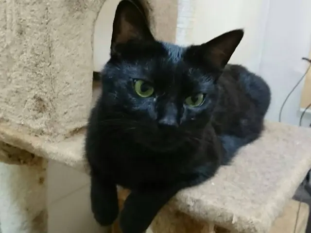 愛玩動物看護師歴14年以上のベテラン看護師が心を込めてお世話させていただきます！サービスの画像