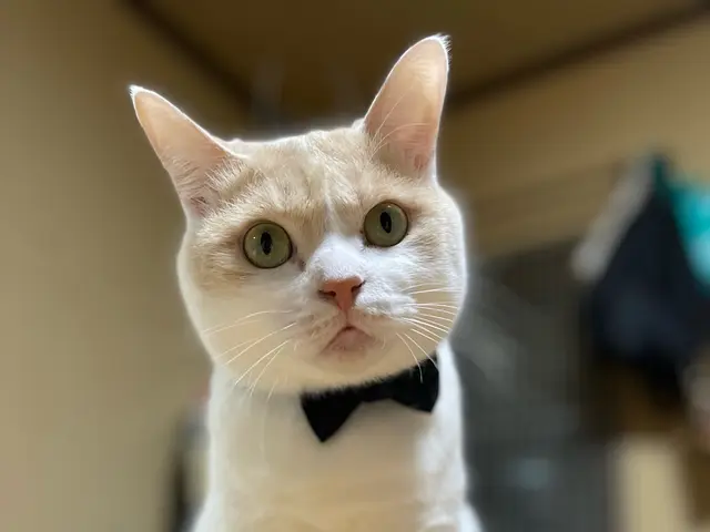 愛玩動物看護師歴14年以上のベテラン看護師が心を込めてお世話させていただきます！サービスの画像