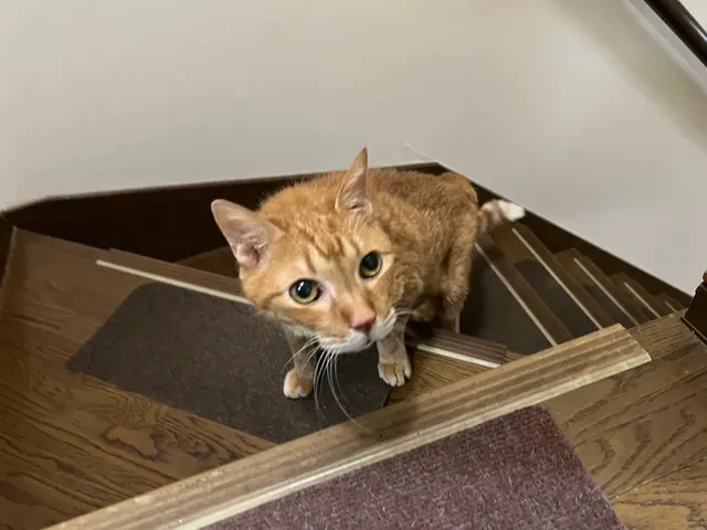 愛玩動物看護師歴14年以上のベテラン看護師が心を込めてお世話させていただきます！サービスの画像