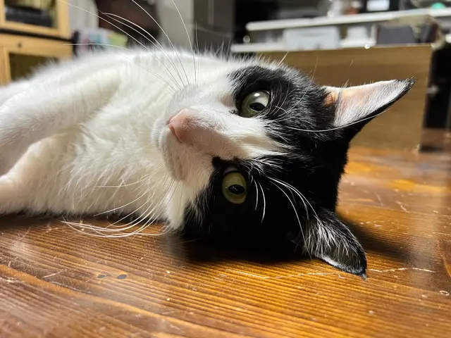 愛玩動物看護師歴14年以上のベテラン看護師が心を込めてお世話させていただきます！サービスの画像