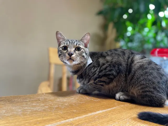 愛玩動物看護師歴14年以上のベテラン看護師が心を込めてお世話させていただきます！サービスの画像