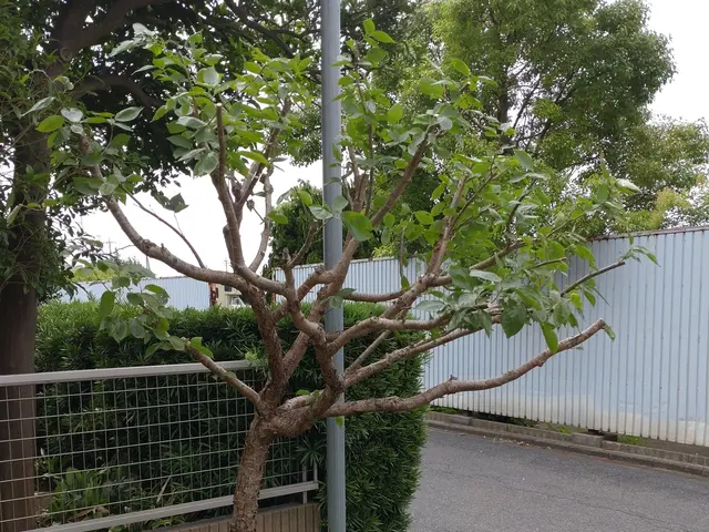 ☆業歴20年　一級造園施工管理技士が対応！【スッキリ•爽やかなお庭にします！】☆サービスの画像