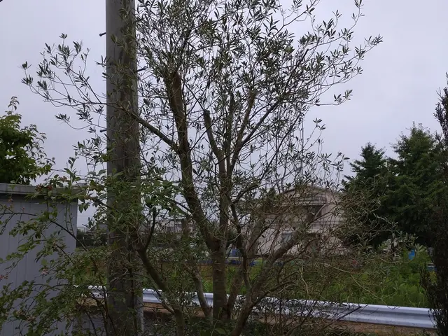 ☆業歴20年　一級造園施工管理技士が対応！【スッキリ•爽やかなお庭にします！】☆サービスの画像