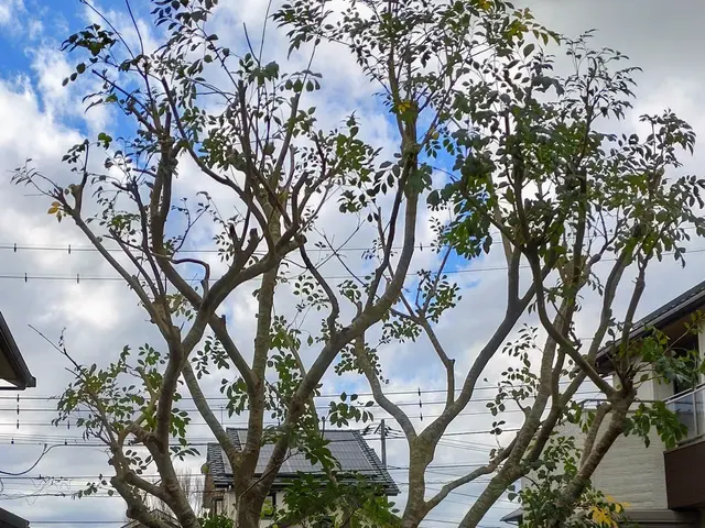 ☆業歴20年　一級造園施工管理技士が対応！【スッキリ•爽やかなお庭にします！】☆サービスの画像