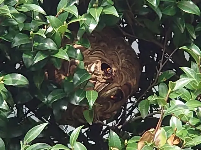 蜂の巣どんな蜂でも即日対応！アシナガ7000円！複数割有り♪サービスの画像