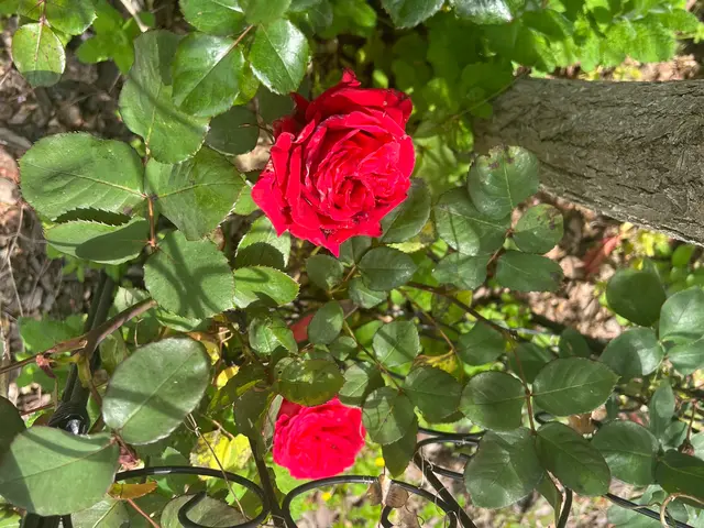 年中無休！近隣の方々にご迷惑にならないよう対応しますサービスの画像