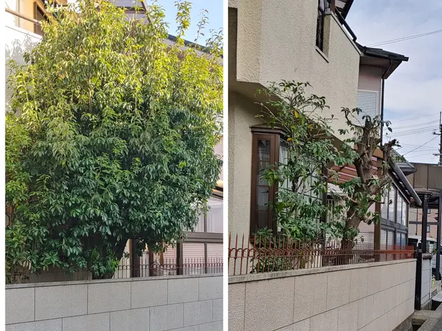 さしこむ光そよぐ風。職人技と庭木とお客とのハーモニーをご提供。スッキリとした秋！サービスの画像