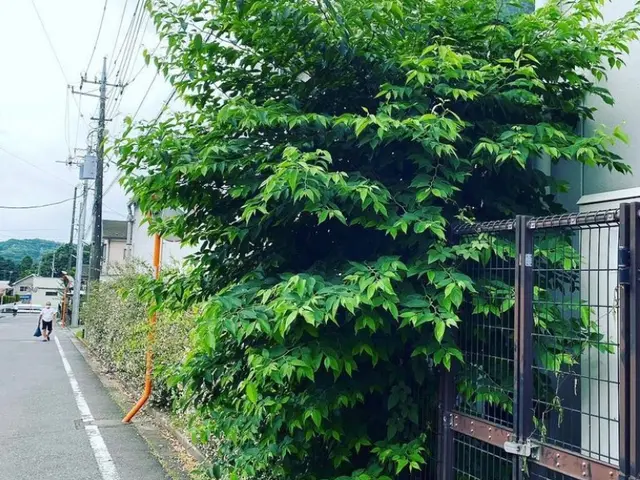 【安心低価格】庭木の伐採、抜根はプロにお任せください！サービスの画像