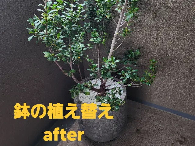 【造園業20年☆庭園管理士】状態、樹木に合わせた、土の配合致します。サービスの画像