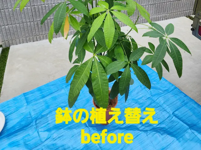 【造園業20年☆庭園管理士】状態、樹木に合わせた、土の配合致します。サービスの画像