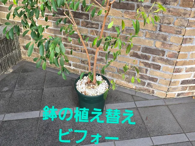 【造園業20年☆庭園管理士】状態、樹木に合わせた、土の配合致します。サービスの画像