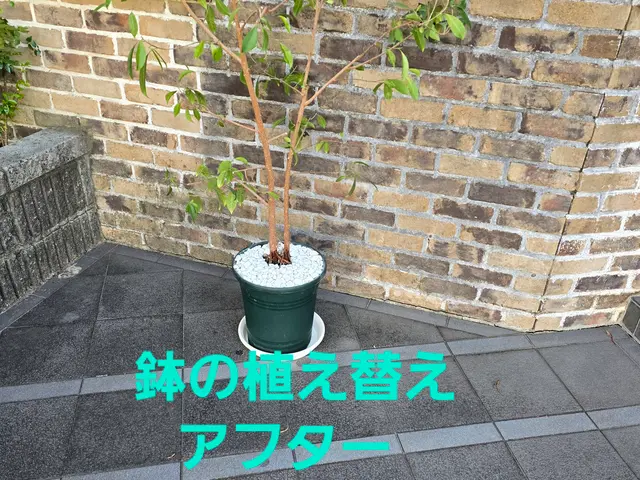 【造園業20年☆庭園管理士】状態、樹木に合わせた、土の配合致します。サービスの画像